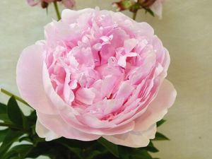 PIVOINE 50 Sarah Bernard de Perpignan